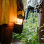 Pure Woodland Glow